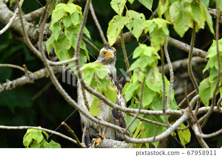 Crested serpent eagle crown eagle Ayapani Ayaha Crested serpent eagle crown eagle Ayapani Ayaha 67958911