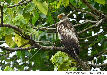 鳳頭蛇鷹冠鷹Ayapani Ayaha 67958917