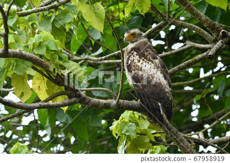 鳳頭蛇鷹冠鷹Ayapani Ayaha 67958919