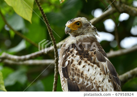 鳳頭蛇鷹冠鷹Ayapani Ayaha 67958924