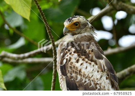 Crested serpent eagle crown eagle Ayapani Ayaha Crested serpent eagle crown eagle Ayapani Ayaha 67958925