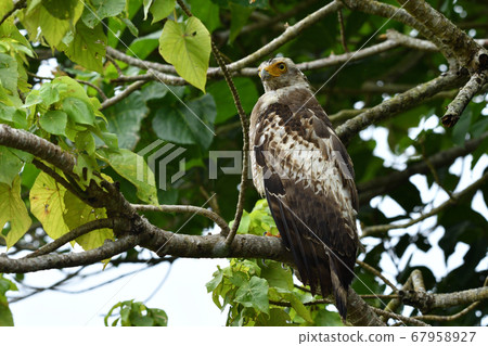Crested serpent eagle crown eagle Ayapani Ayaha Crested serpent eagle crown eagle Ayapani Ayaha 67958927