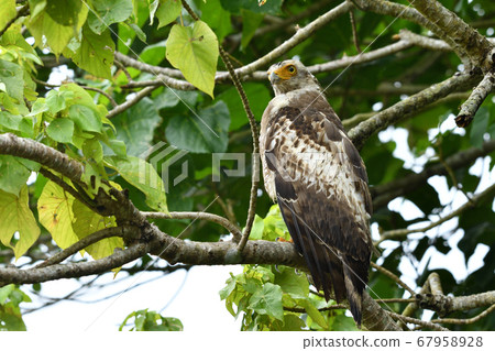 Crested serpent eagle crown eagle Ayapani Ayaha 67958928