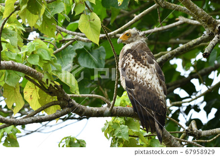 鳳頭蛇鷹冠鷹Ayapani Ayaha 67958929