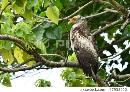 Crested serpent eagle crown eagle Ayapani Ayaha Crested serpent eagle crown eagle Ayapani Ayaha 67958930