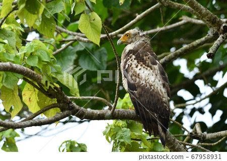 鳳頭蛇鷹冠鷹Ayapani Ayaha 67958931