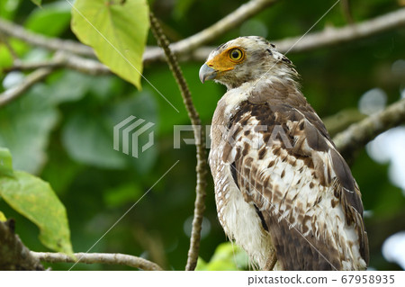 鳳頭蛇鷹冠鷹Ayapani Ayaha 鳳頭蛇鷹冠鷹Ayapani Ayaha 67958935