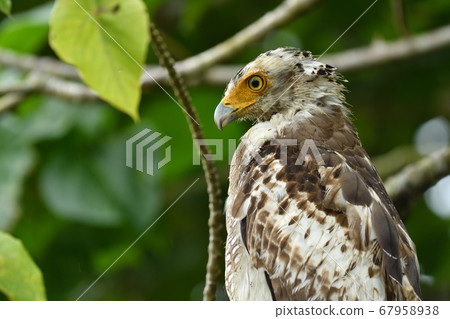 鳳頭蛇鷹冠鷹Ayapani Ayaha 鳳頭蛇鷹冠鷹Ayapani Ayaha 67958938