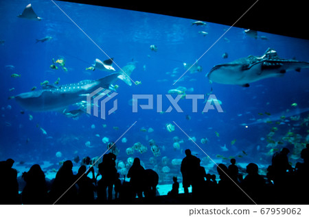 great aquarium with people silhouette great aquarium with people silhouette 67959062