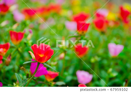 colorful of Verdolaga flowers colorful of Verdolaga flowers 67959102