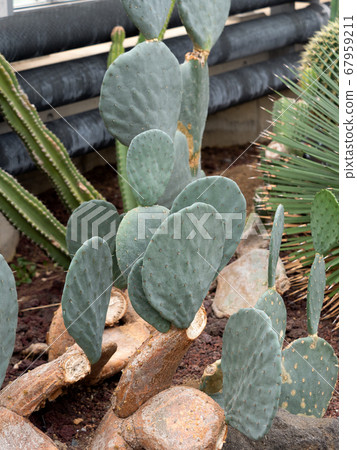 Cactus Cactus 67959211