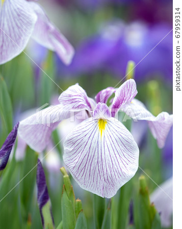 哈娜莎華 67959314