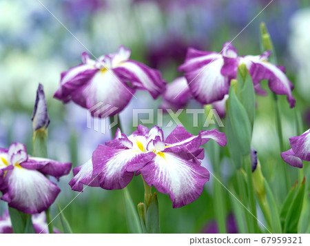 Hana shawab 67959321