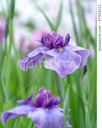 Hana shawab 67959322