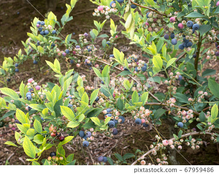 藍莓領域 藍莓領域 67959486