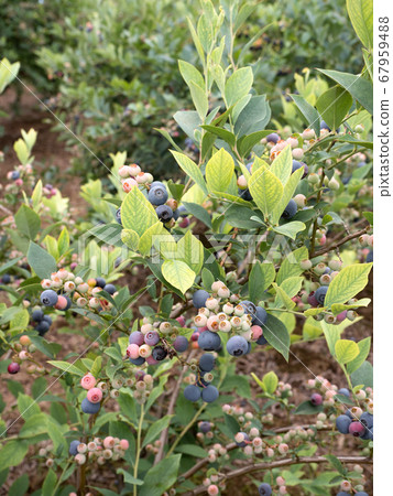 Blueberry field Blueberry field 67959488