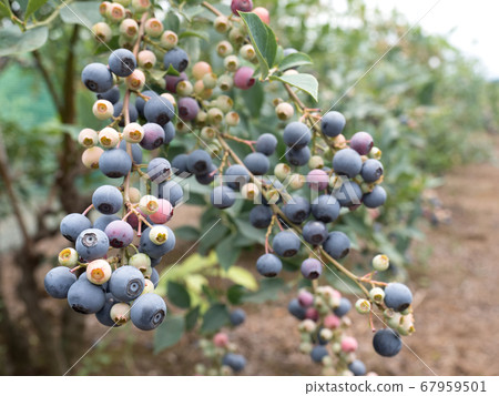 藍莓領域 藍莓領域 67959501