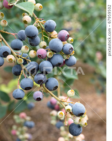 藍莓領域 67959502