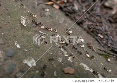 螞蟻移動螞蟻遊行 67959816