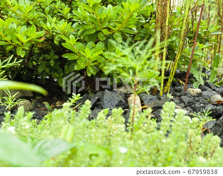 Autumn cherry tree leaves and stones 67959838