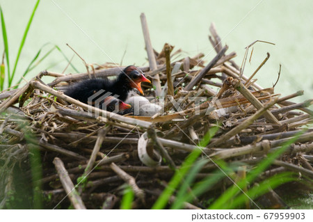 Baby bird in the nest 67959903