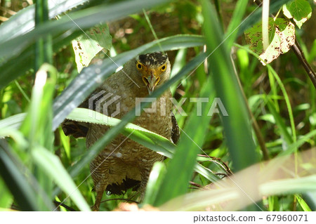 鳳頭蛇鷹冠鷹,國家特殊的自然歷史古蹟 鳳頭蛇鷹冠鷹,國家特殊的自然歷史古蹟 67960071