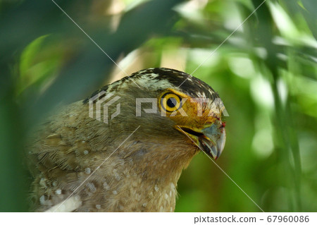 鳳頭蛇鷹冠鷹,國家特殊的自然歷史古蹟 鳳頭蛇鷹冠鷹,國家特殊的自然歷史古蹟 67960086