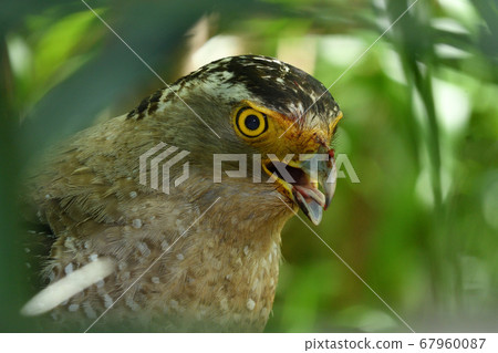 鳳頭蛇鷹冠鷹,國家特殊的自然歷史古蹟 鳳頭蛇鷹冠鷹,國家特殊的自然歷史古蹟 67960087