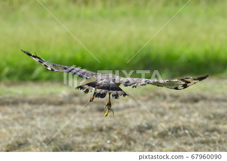 Crested serpent eagle crowned eagle, a national special natural monument Crested serpent eagle crowned eagle, a national special natural monument 67960090