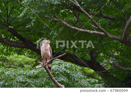 Crested serpent eagle crowned eagle, a national special natural monument 67960094