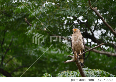 Crested serpent eagle crowned eagle, a national special natural monument 67960098