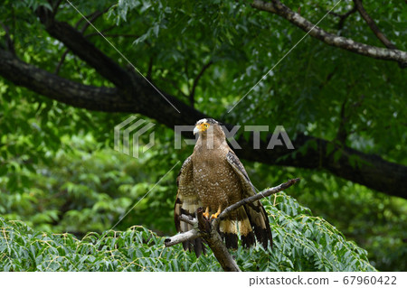 鳳頭蛇鷹冠鷹，該國的特殊天然紀念物，翅膀乾燥 67960422