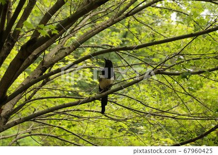 北漢山,國家公園和瀑布 北漢山,國家公園和瀑布 67960425