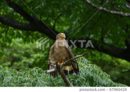 鳳頭蛇鷹冠鷹，該國的特殊天然紀念物，翅膀乾燥 67960426