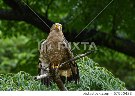 鳳頭蛇鷹冠鷹，該國的特殊天然紀念物，翅膀乾燥 67960428