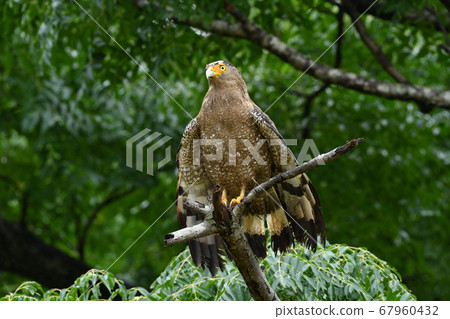 Crested serpent eagle crowned eagle, a special natural monument of the country whose wings are dried Crested serpent eagle crowned eagle, a special natural monument of the country whose wings are dried 67960432