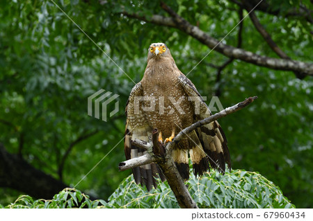 鳳頭蛇鷹冠鷹，該國的特殊天然紀念物，翅膀乾燥 67960434