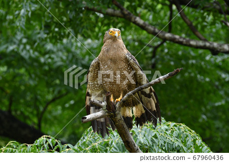 鳳頭蛇鷹冠鷹，該國的特殊天然紀念物，翅膀乾燥 67960436