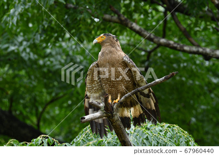 鳳頭蛇鷹冠鷹,該國的特殊天然紀念物,翅膀乾燥 鳳頭蛇鷹冠鷹,該國的特殊天然紀念物,翅膀乾燥 67960440