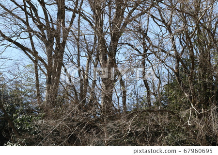 Dead tree Dead tree 67960695