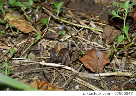 Terrestrial Hermit Crab, a hermit crab that starts to work at night 67960847