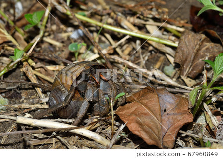 Terrestrial Hermit Crab, a hermit crab that starts to work at night 67960849