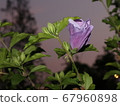 螳螂和花 67960898