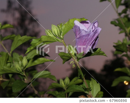 螳螂和花 67960898