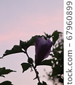 花剪影 67960899