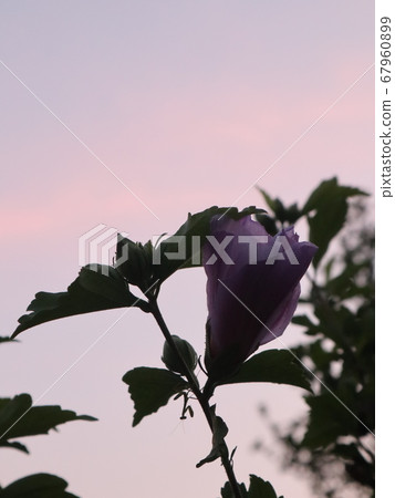 花剪影 67960899
