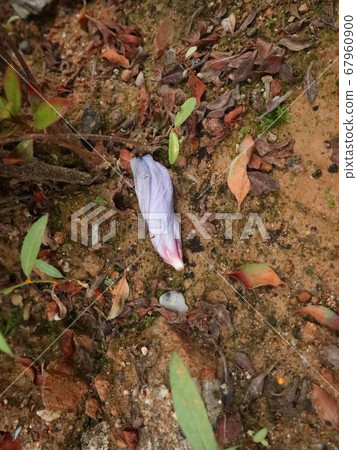 Unfinished Flowers: Fallen Leaves 67960900