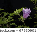 螳螂和花 67960901