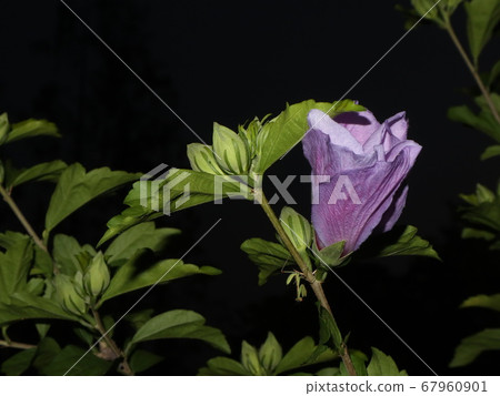 螳螂和花 67960901