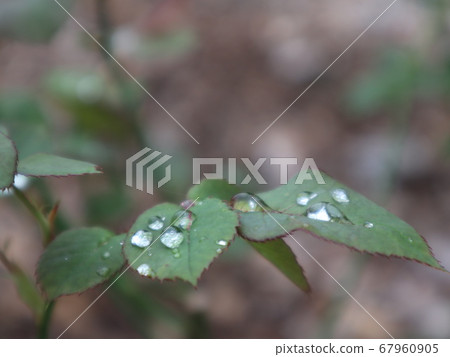 露水的葉子 67960905
